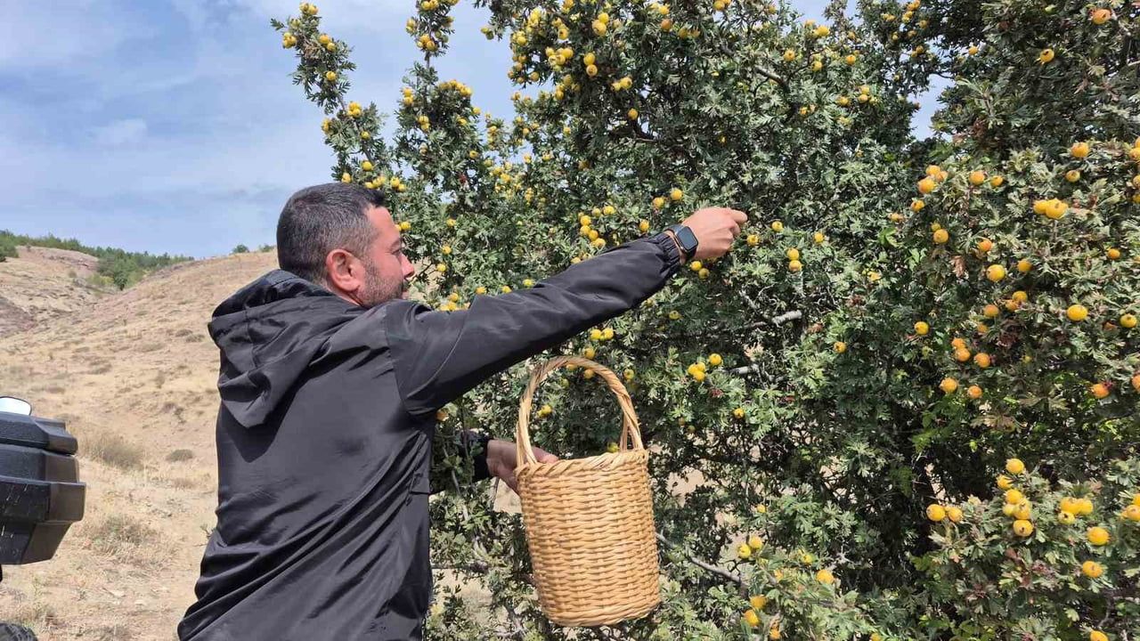 boğazcumafakılı'da sonbahar alıç sezonu başladı