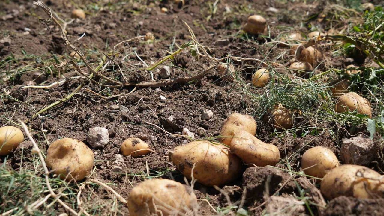 Bolu'da tarlada yoğun emek gerektiren patates hasadı başladı