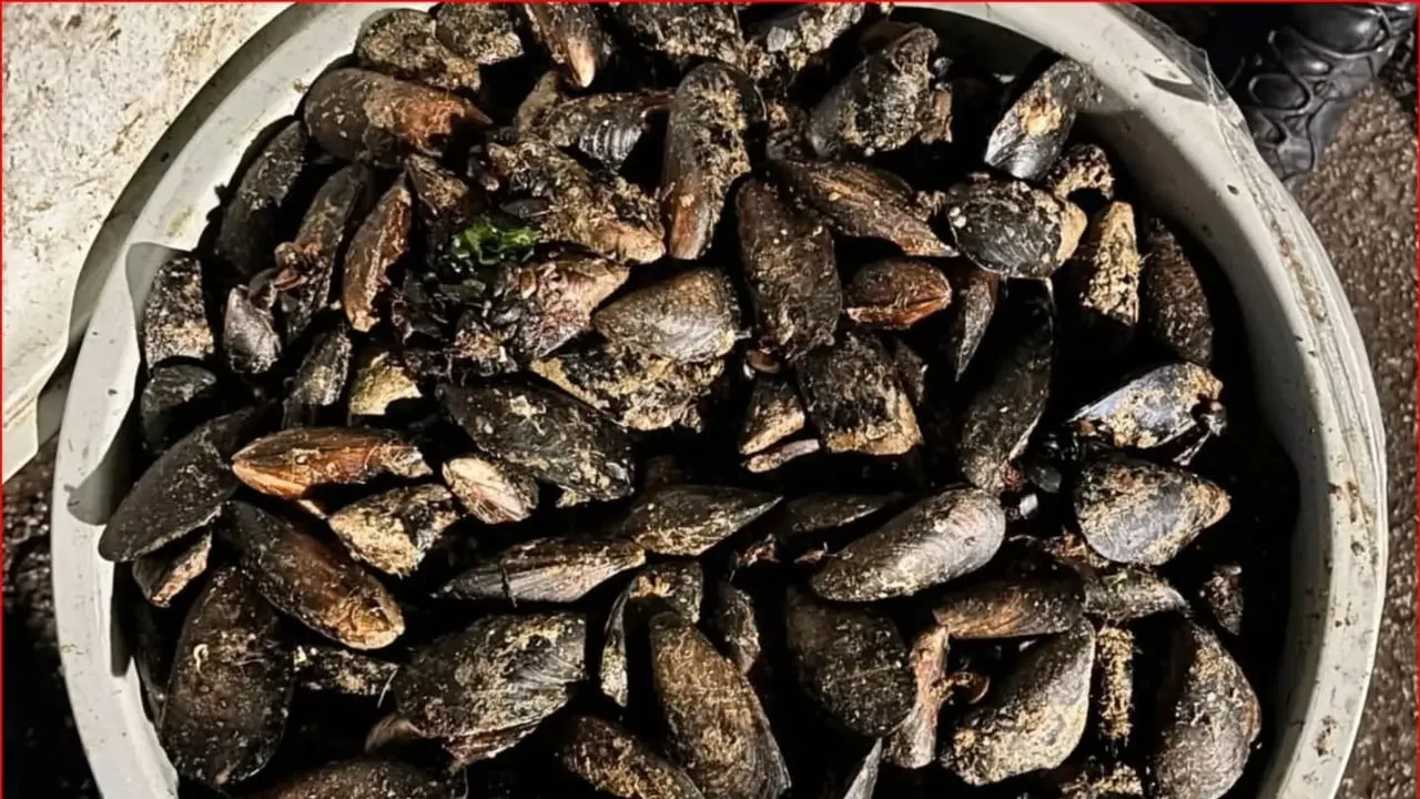 Bolu otoyol gişelerinde menşei belirsiz 650 kilo midye imha edildi