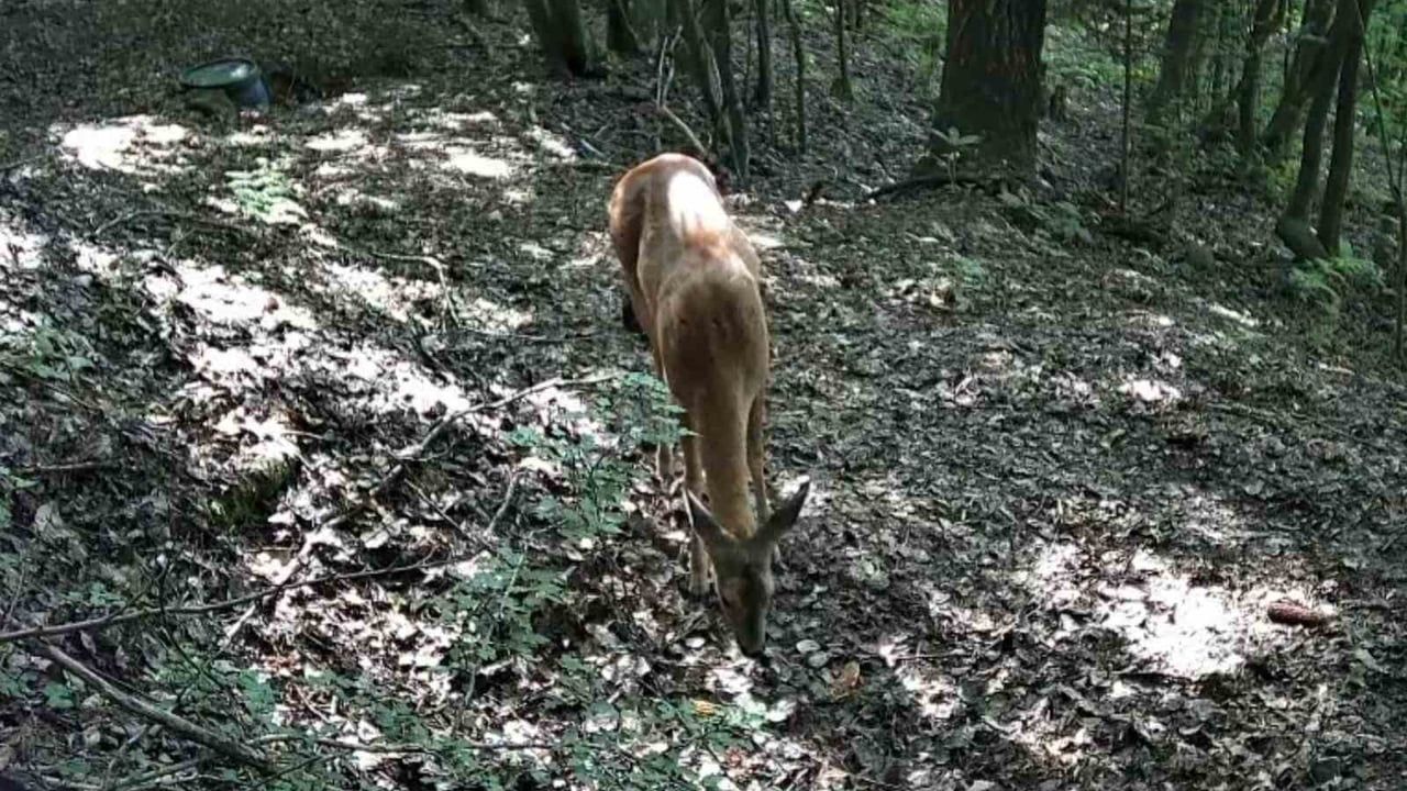 Bolu yaylalarında üç ay süren fotokapan çalışması yaban hayatını ortaya koydu