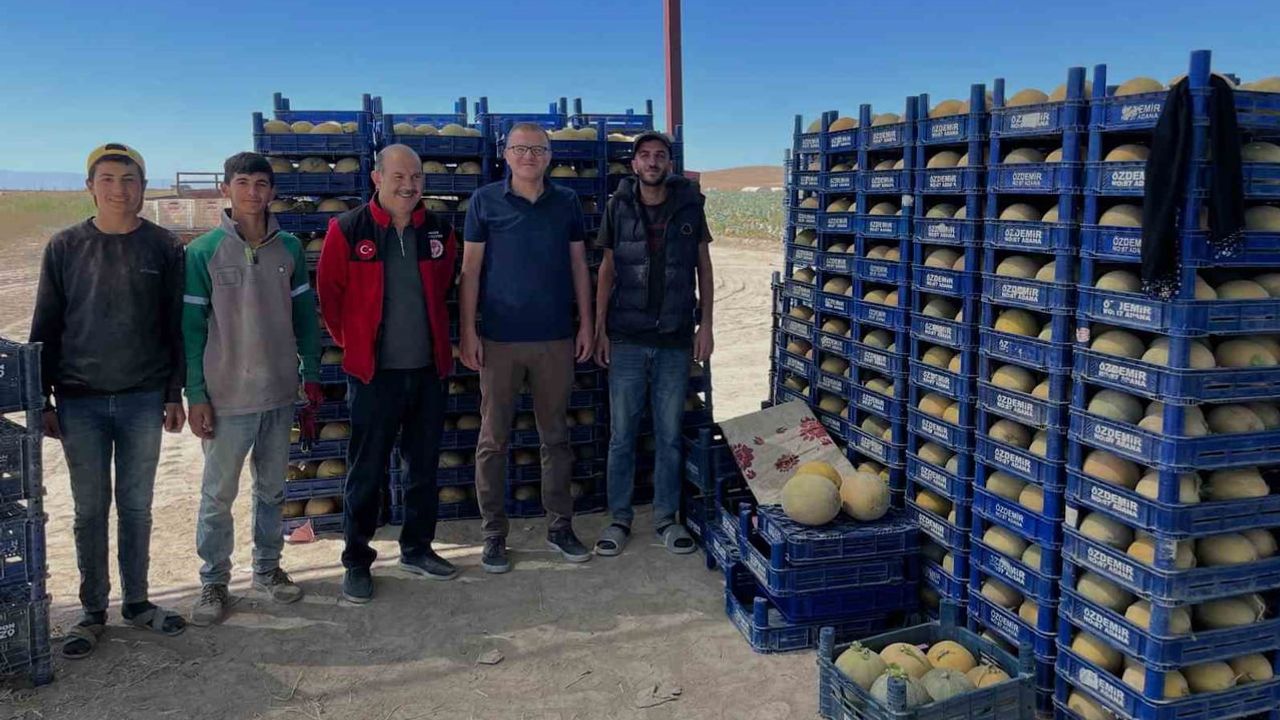Bor'da tarlalar hareketlendi: domates ve kavun hasadı başladı