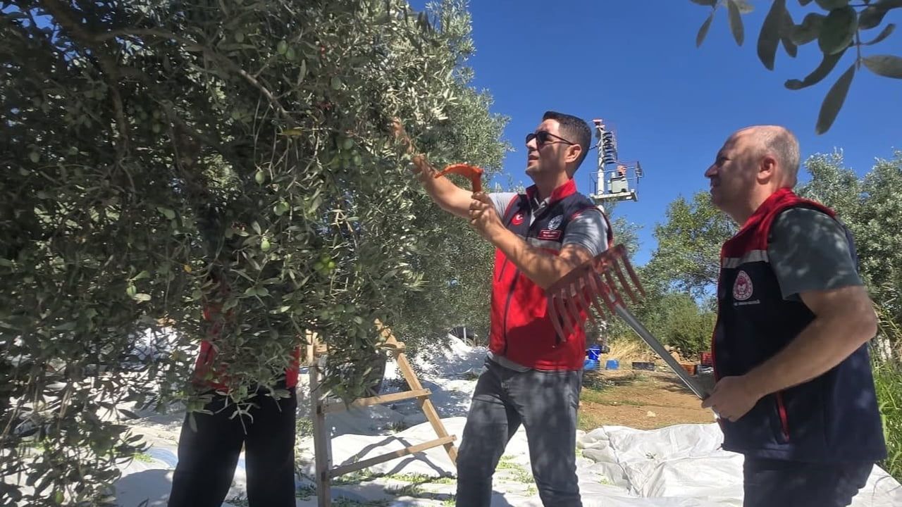 Bozdoğan'da üretici bahçesinde zeytin hasadı ve saha değerlendirmesi yapıldı