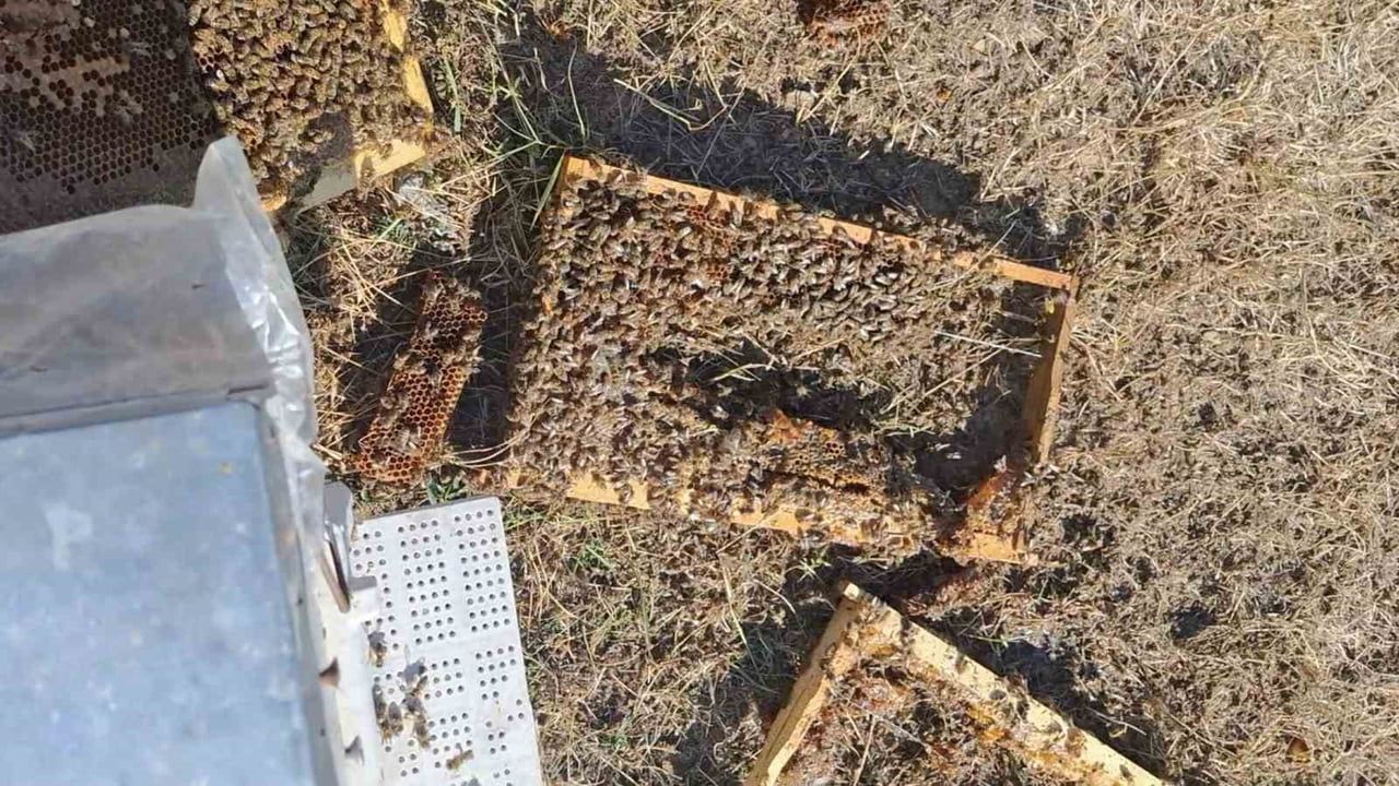 Bozkır'da arı kovanlarını parçalayan ayılar üreticileri zora soktu