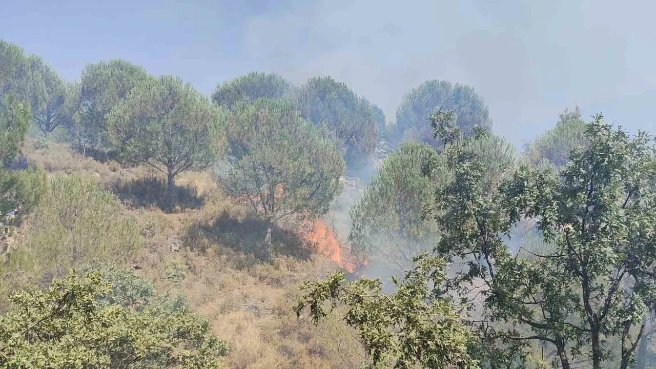 Burhaniye'de hızlı müdahale sayesinde orman yangını kısa sürede kontrol altına alındı