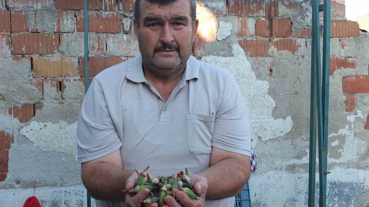 Burhaniye'de yeni sezon kınalı bamya üreticiyi sevindirdi