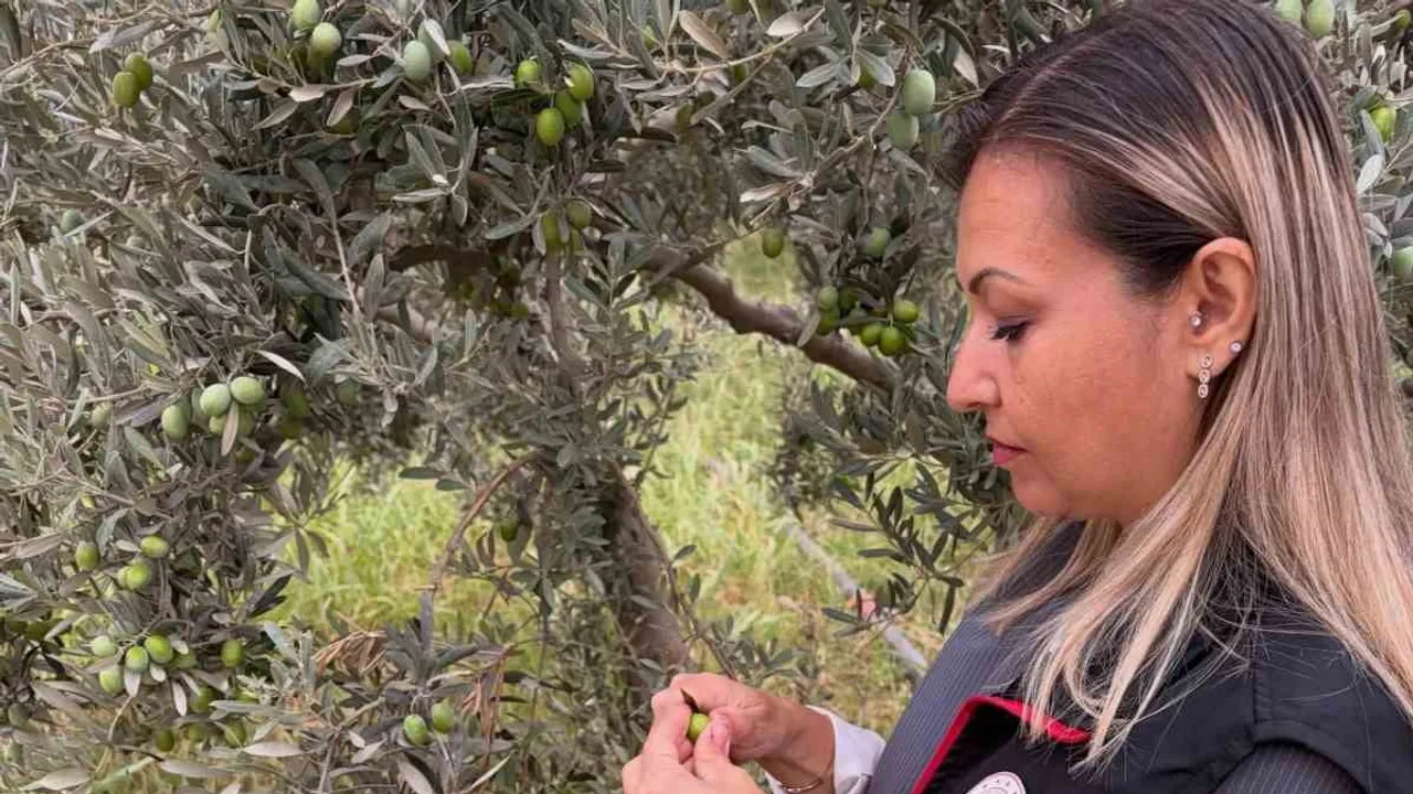Burhaniye'de zeytin hasadı öncesi saha taramaları sıklaştı