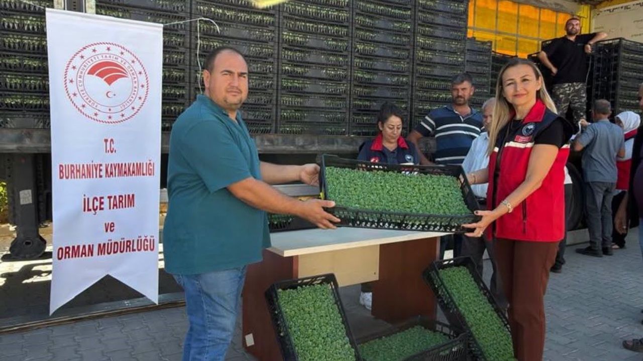 Burhaniye seracılığına büyük destek: 300 bin 300 marul fidesi dağıtıldı