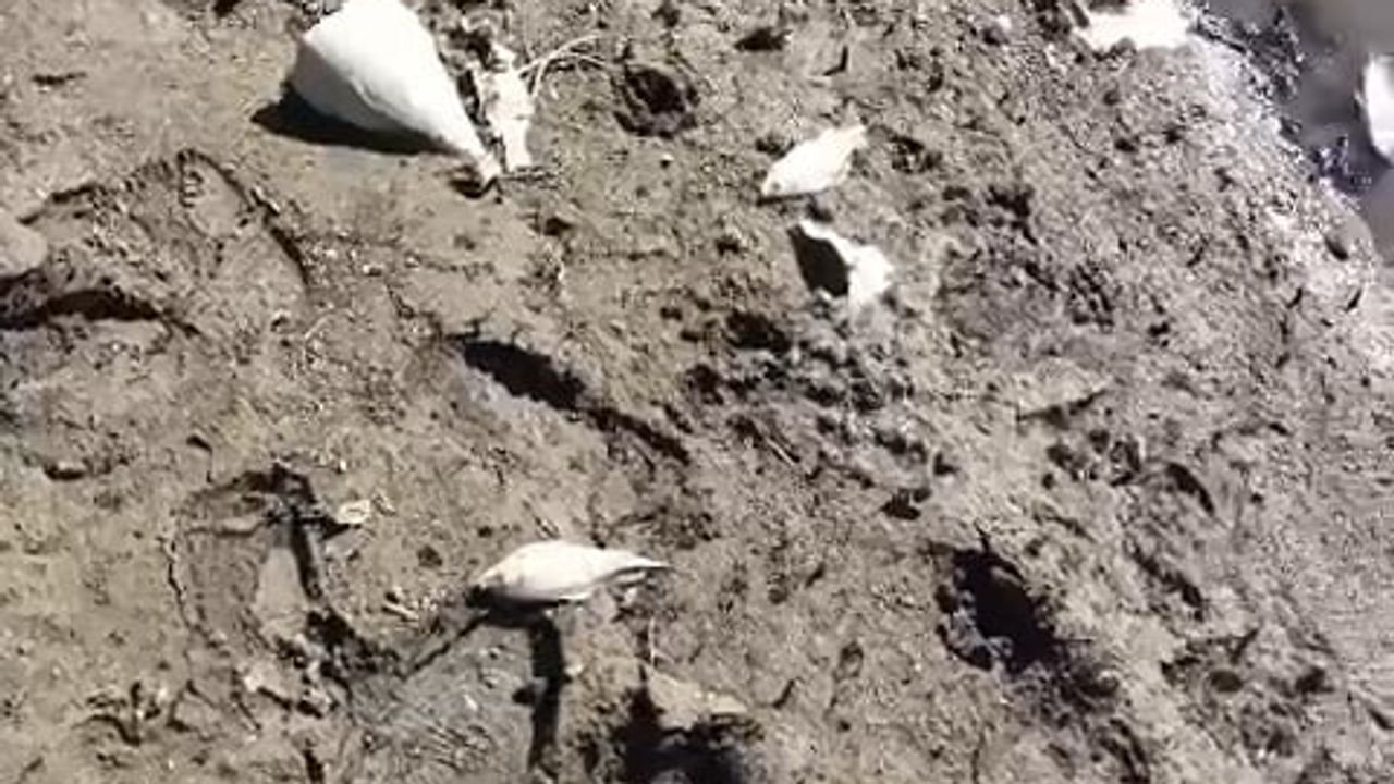 Bursa'da Kocasu'da balık ölümleri çınarcık barajı çevresinde endişe yarattı