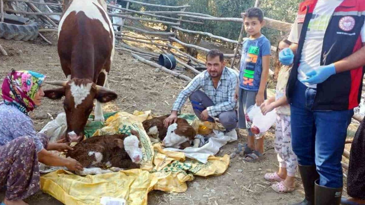 Buzağıları yaşatmak için Muğla'da seferberlik