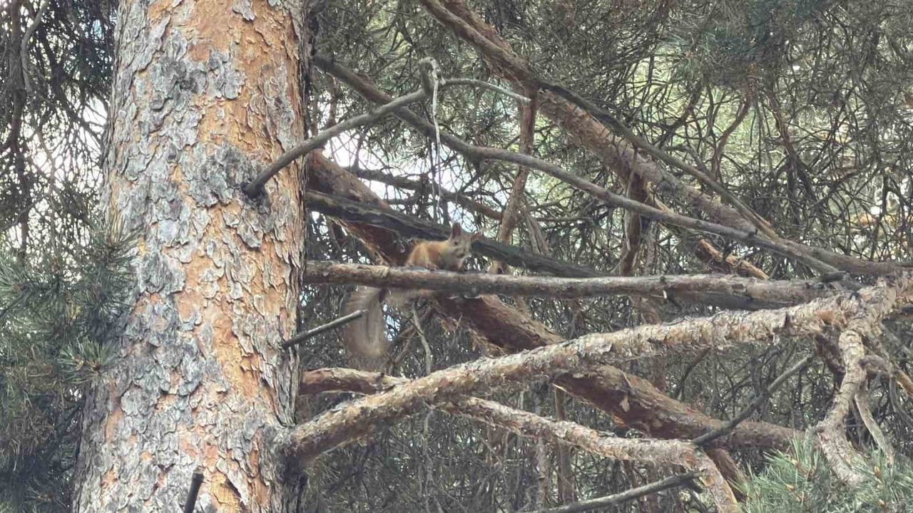 Çam dalında anlık görüntü: Sarıkamış'ta kızıl sincap