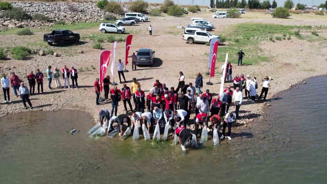 Çamgazi göletinde balık nüfusu güçlendirildi: 680 bin yavru sazan salındı