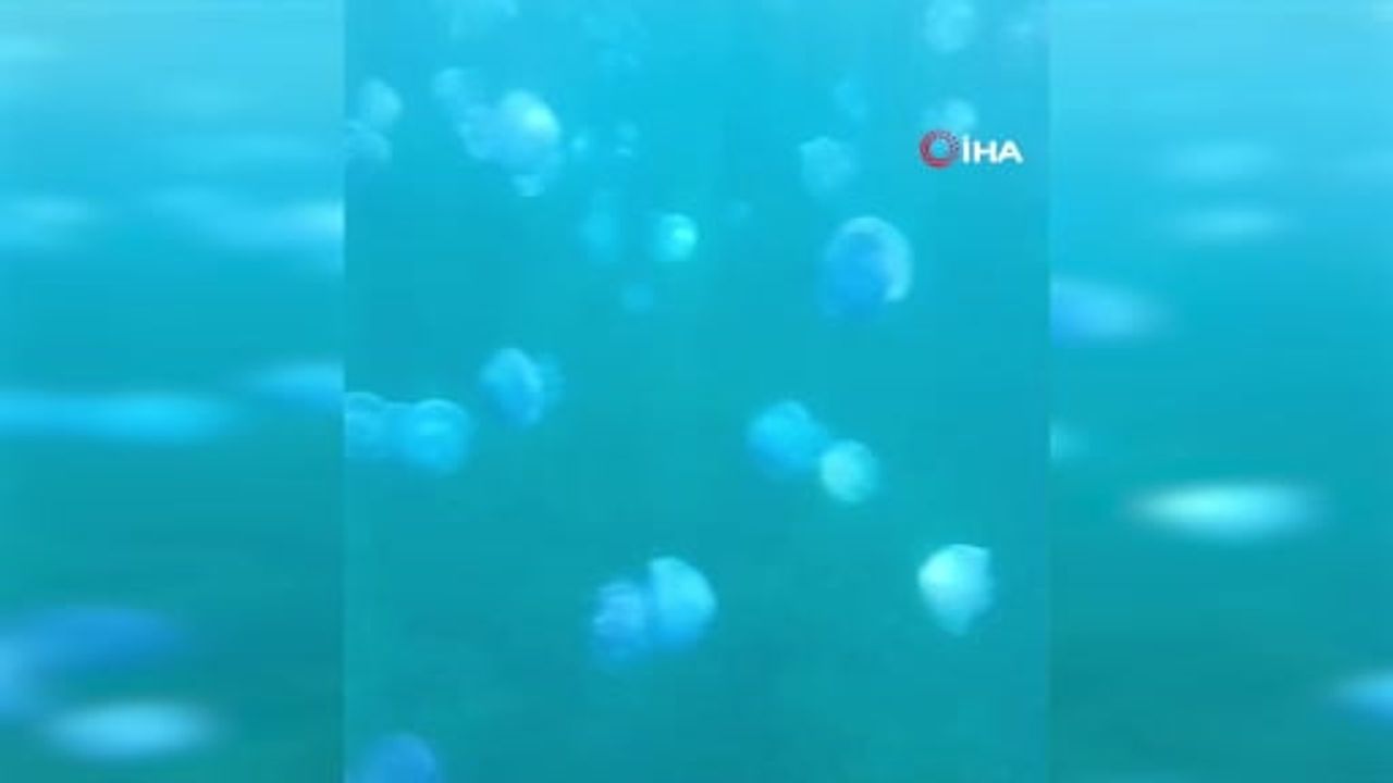 Çanakkale boğazı mavi denizanası sürüleriyle karşılaştı