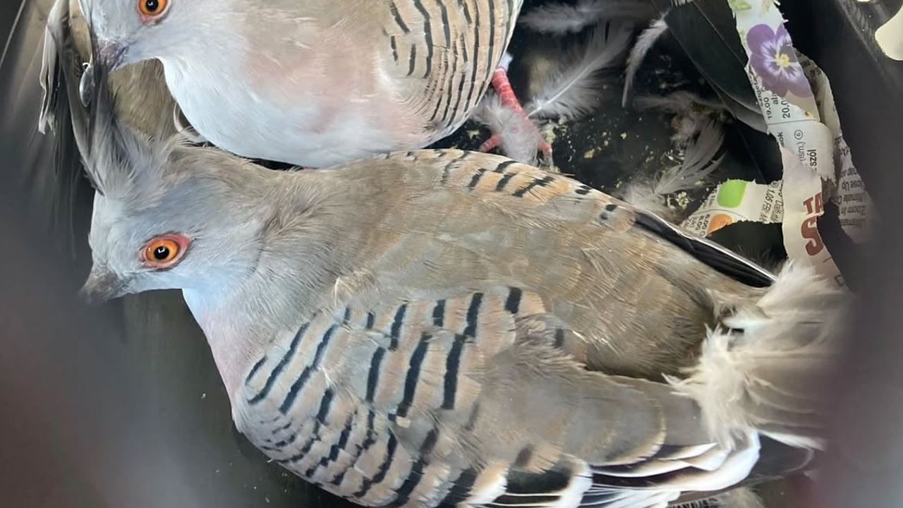 Çanakkale gişelerinde yasa dışı ticarete konu 9 egzotik kuş ele geçirildi