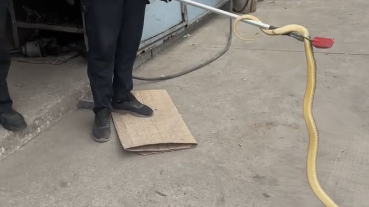 Çankırı'da iş yerine giren yılan güvenle doğaya geri bırakıldı
