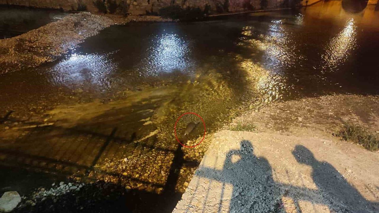 Çarşamba Çayı'nda akşam sürprizi: Bozkır merkezinde su samuru görüldü