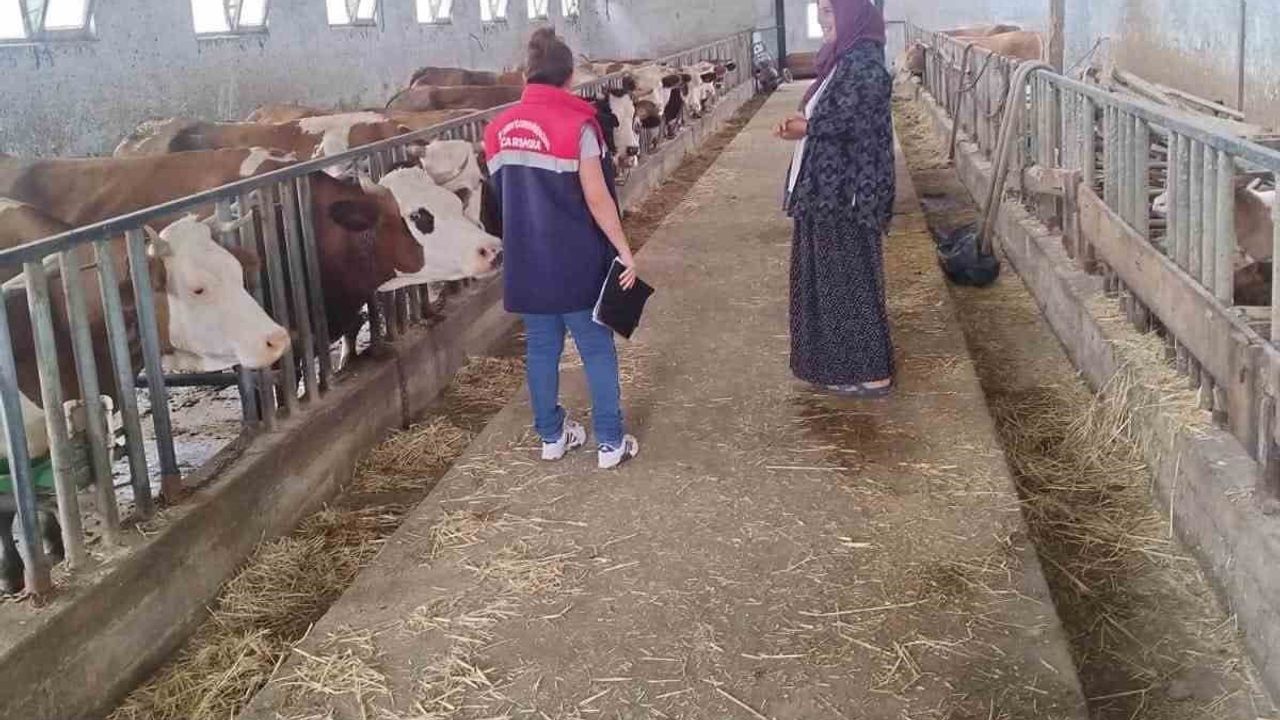 Çarşamba'da yetiştiricilere yol haritası: hastalıktan ari işletme şartları ve sorumluluklar açıklandı