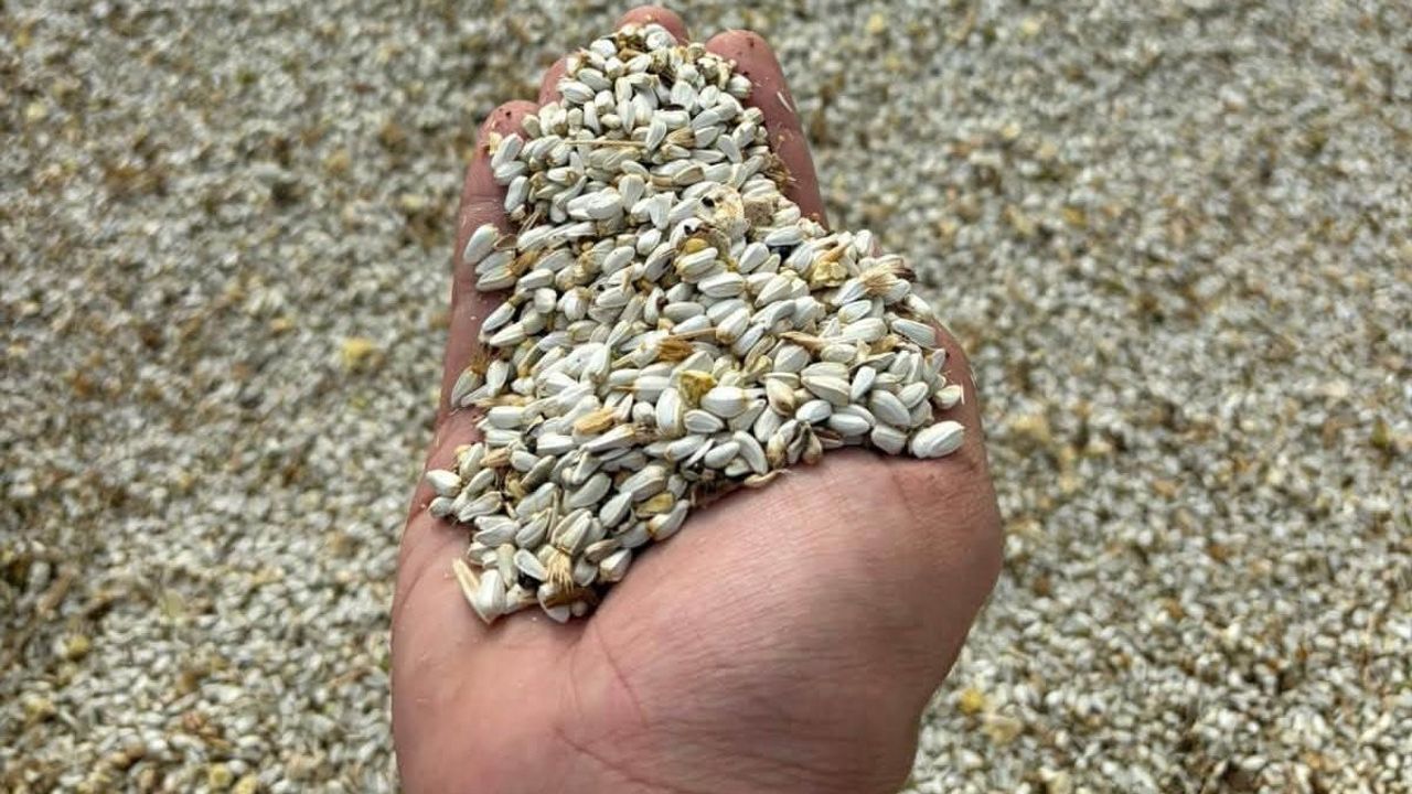 Çavdarhisar'da hibe destekli aspir üretiminde hasat sevinci