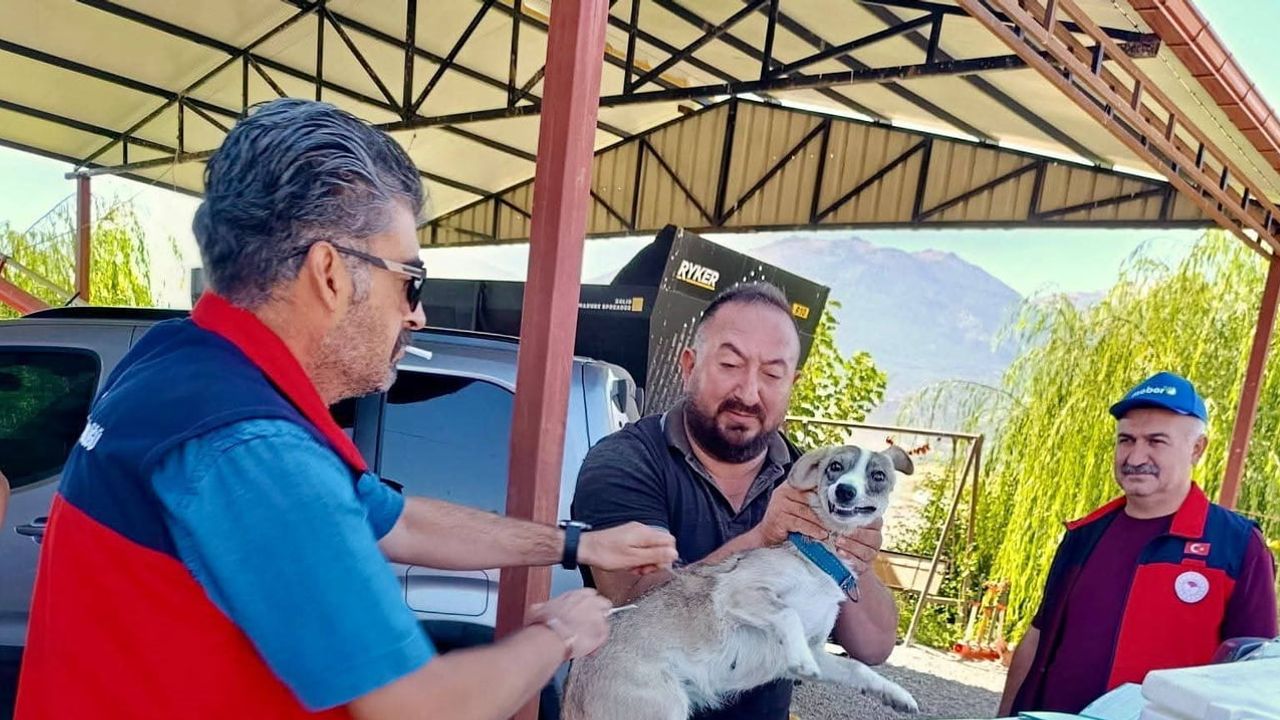 Çay'da evcil hayvanlara yönelik kayıt ve kuduz aşısı çalışması