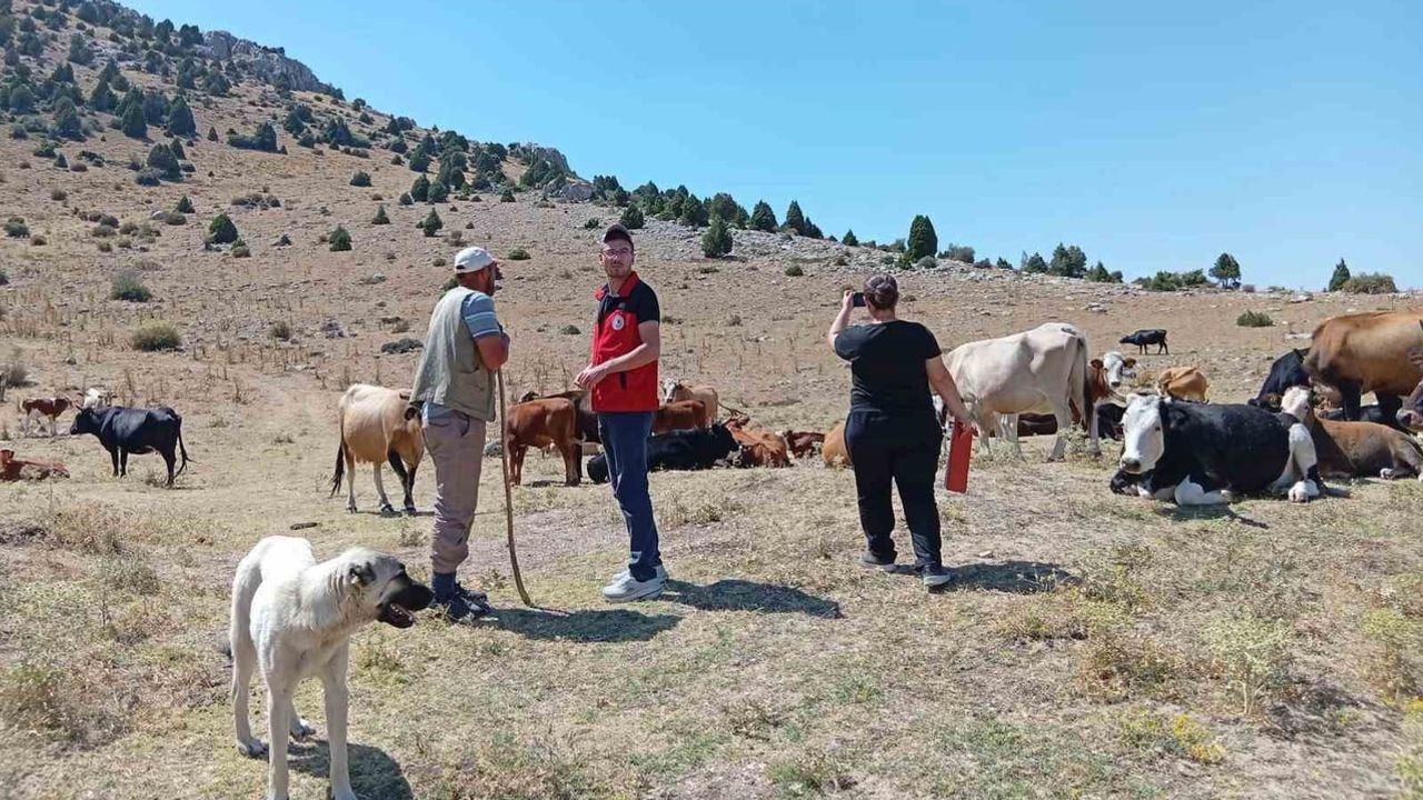 Çay'da geleneksel kara sığır genleri kayıt altına alınıyor