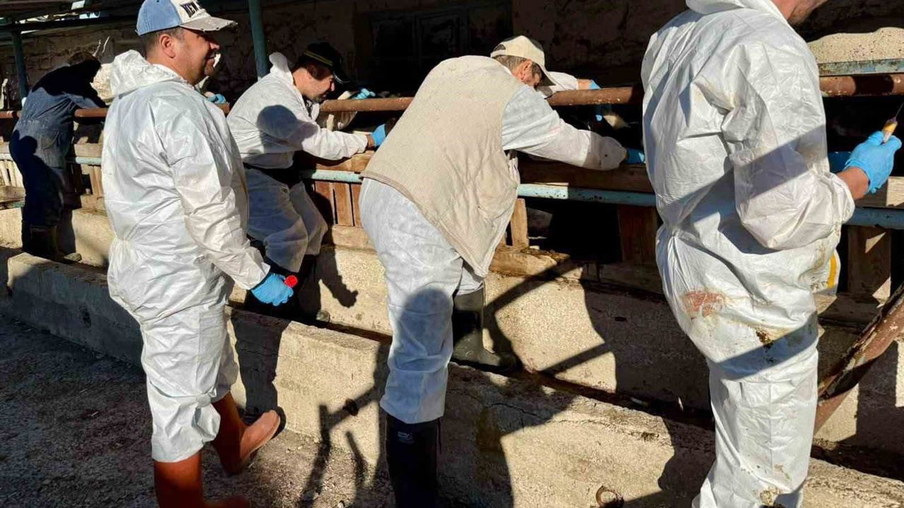 Çay'da ithal damızlık büyükbaşlarda kapsamlı sağlık taraması gerçekleştirildi