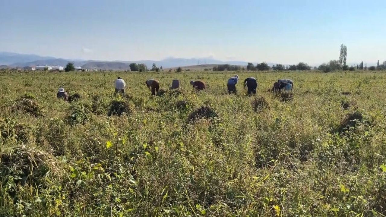 Çayırlı'da tarlalardan sofraya: beyaz kuru fasulye hasadı başladı