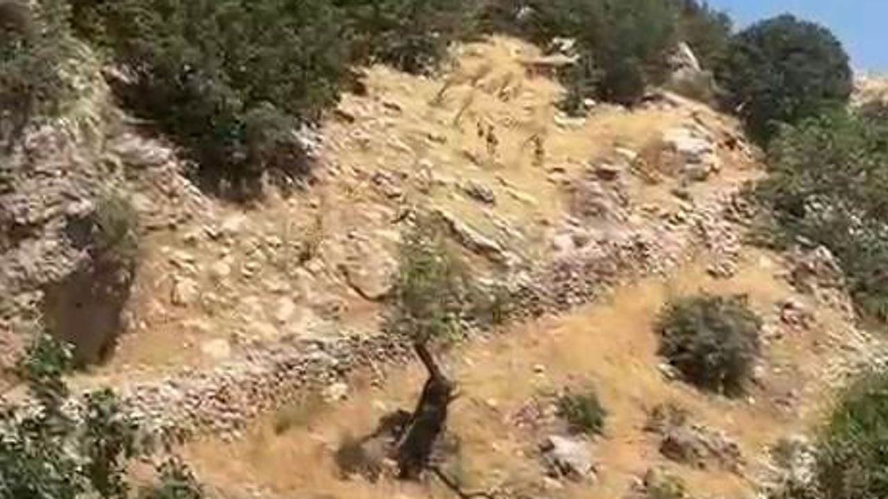 Çermik'in kayalıklarında sürü halinde görülen yaban keçileri