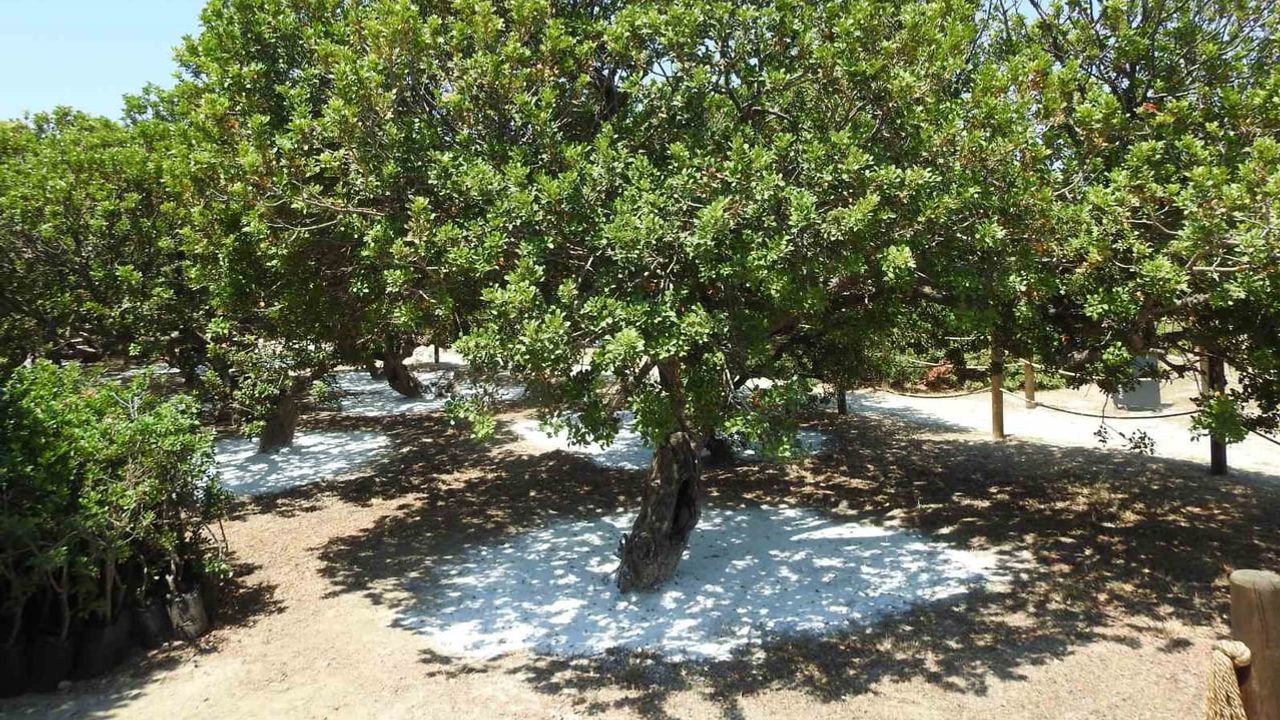 Çeşme damla sakızı reçinesi uluslararası dergide yer aldı