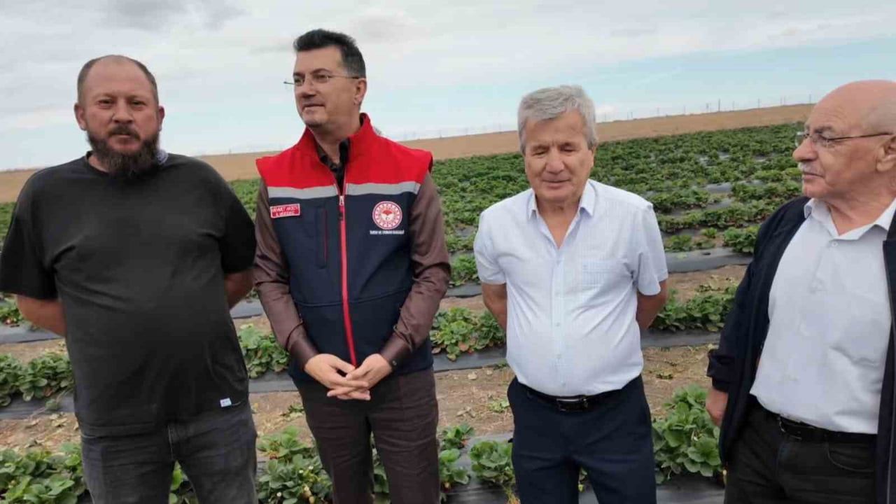 Çilek bahçesinde saha incelemesi: aile işletmelerine yüzde 70 hibe desteği