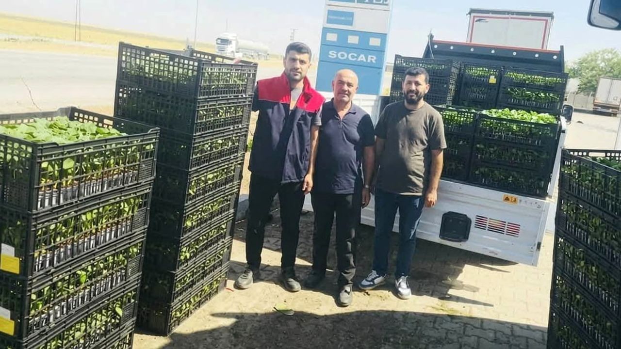 Cizre'de çiftçilerin üretimini kolaylaştıracak yüzde 75 hibeli fide dağıtımı