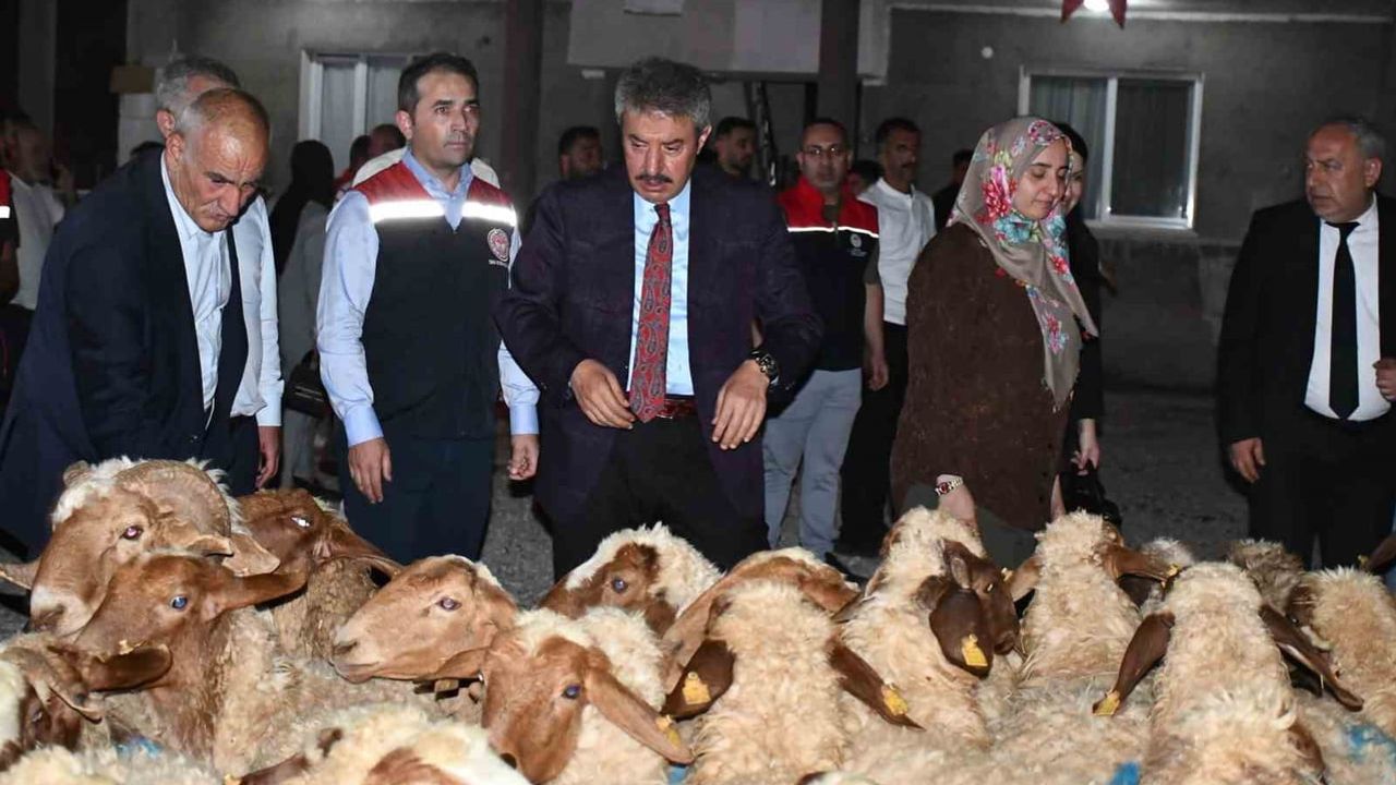 Cizre'de kadın çiftçiye 100 küçükbaş hayvanla kırsala destek