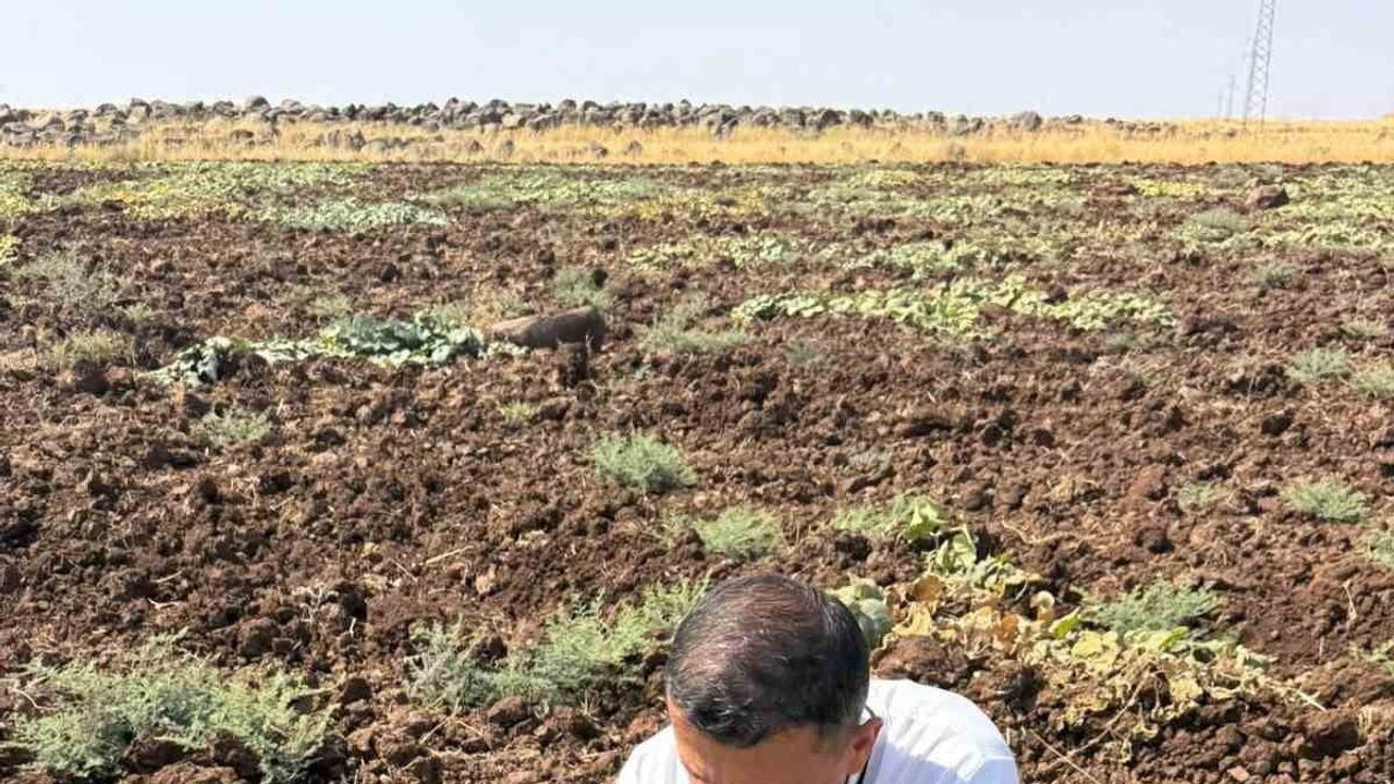 Cizre'de kebeli köyünde kavun ve karpuz tarlalarında teknik denetim