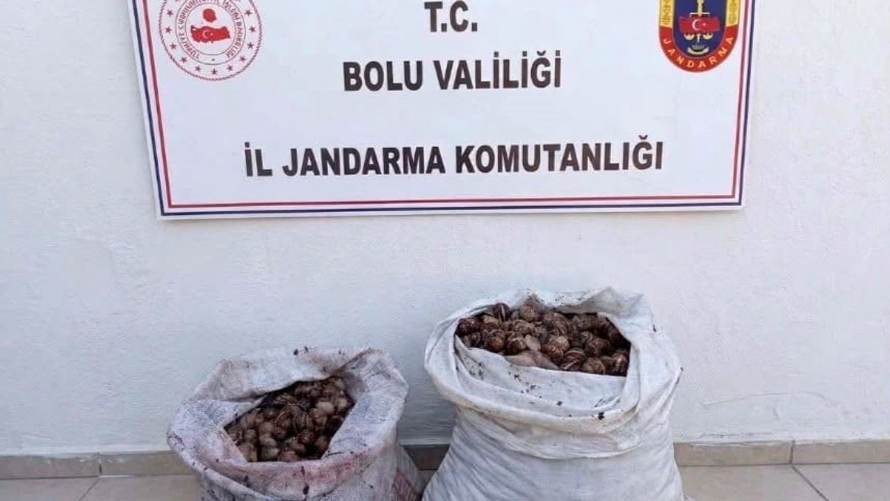 Çobankaya'da 60 kilogram salyangoz toplayan iki kişiye idari işlem uygulandı