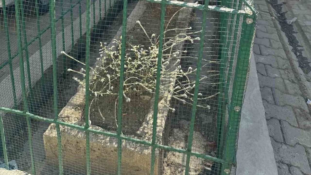 Çukur Mahallesi'nde istiklal savaşı gazisinin mezarı evlerin arasında kaldı