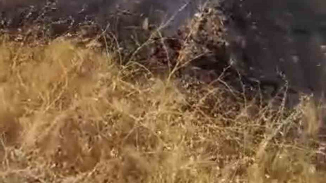Çüngüş'te kırsalda başlayan yangın üzüm bağlarına zarar verdi