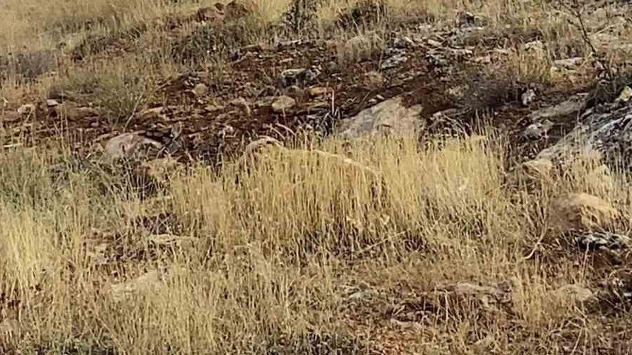 Dağ keçileri cam seyir terasını doğal yaşam alanı haline getirdi