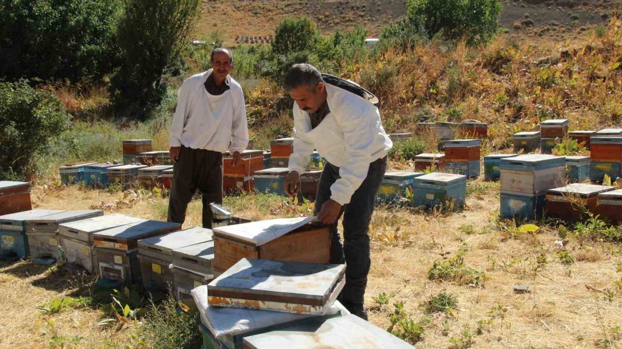 Dağlardan dünyaya: Şırnak yayla balının Londra'daki altın başarısı