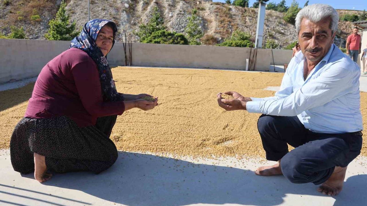 Damlarda kurumaya bırakılan karakılçık: Yayladağı'nda kazanlarda üretilen geleneksel bulgur