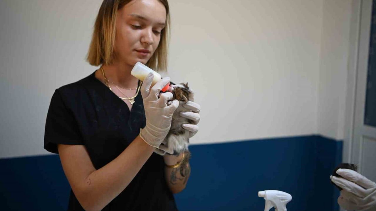Davutlar'da terk edilen beş yavru kedi Kuşadası Belediyesi'ne emanet edildi