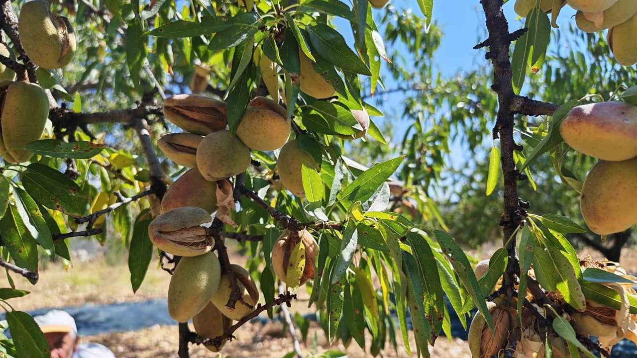 Demirci'de badem sezonu başladı; hedef rekolteyi 800 tona taşımak