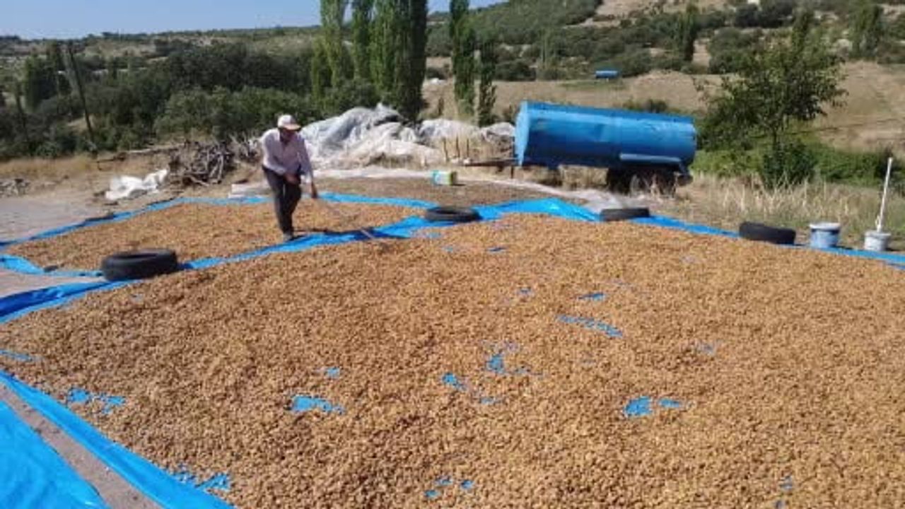 Demirci'nin badem bahçelerinde hasat sezonu başladı