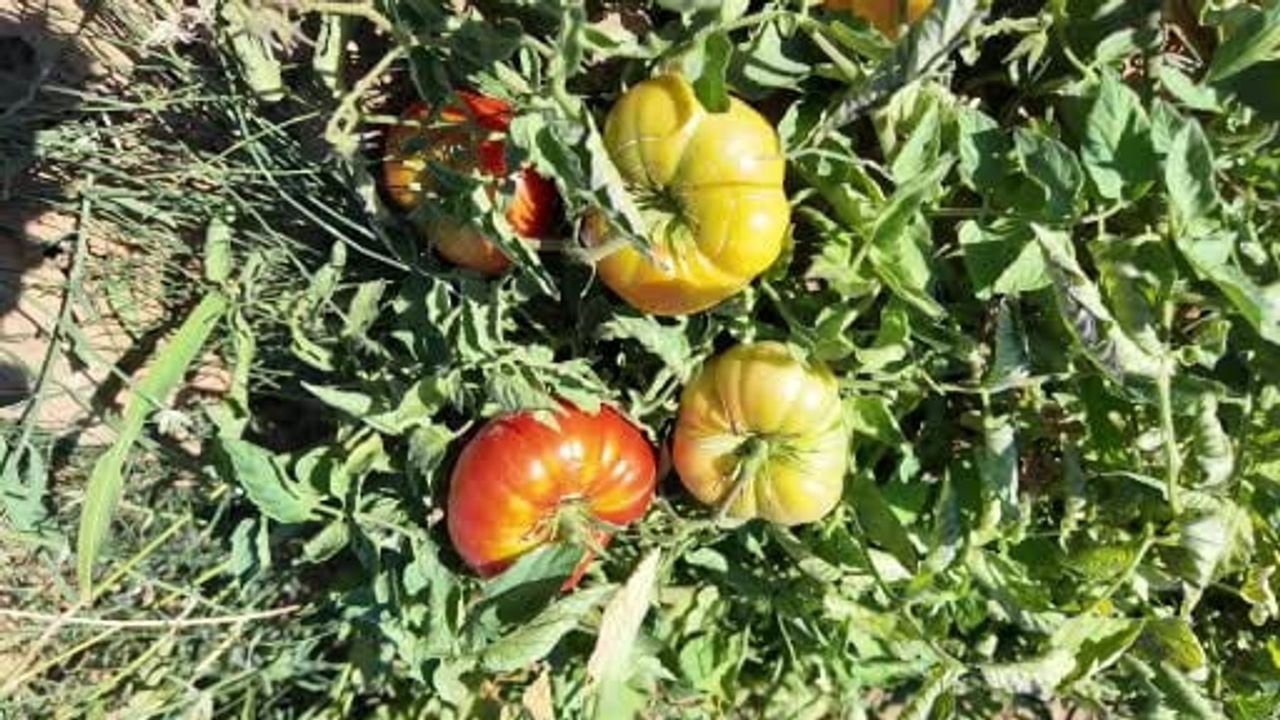 Demirci'nin susuz çeşni domatesi doğal yöntemlerle sofraların vazgeçilmezi
