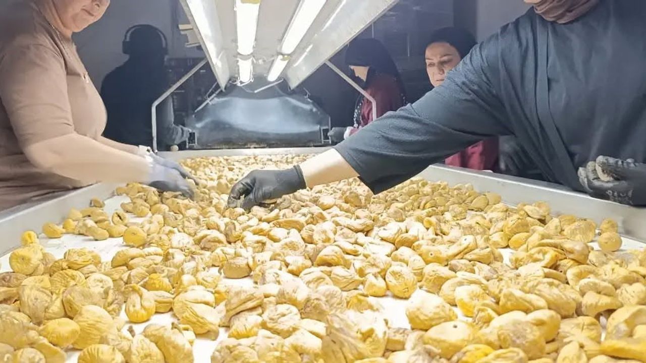 Denetimler sıklaştı: Aydın incirinde kalite ve ihracat güvencesi öne çıktı