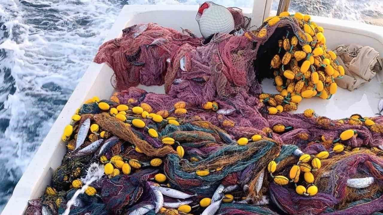 Denizde bereket: Cide'de palamutlar sahilde tanesi 75 lira