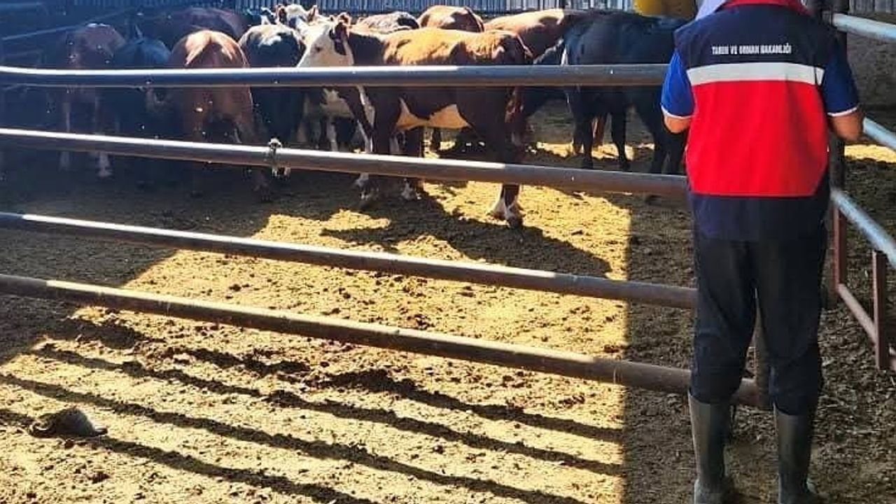 Destek sonrası hayvan teslimleri takip edildi: Afyonkarahisar'da TİGEM işletmelerinde kapsamlı denetim