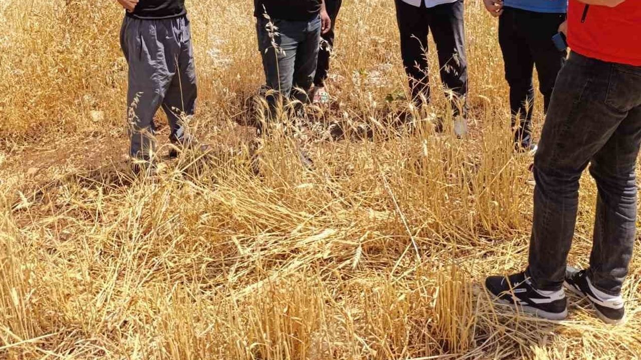 Dicle'de atıl arazilere dönüş: yüzde 75 hibe ile kırmızı mercimek desteği başladı