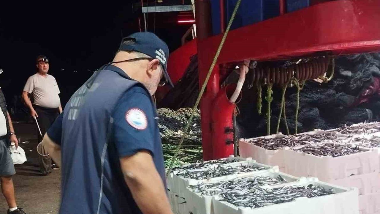 Didim'de hamsinin boyu ve kotası yakından takip ediliyor