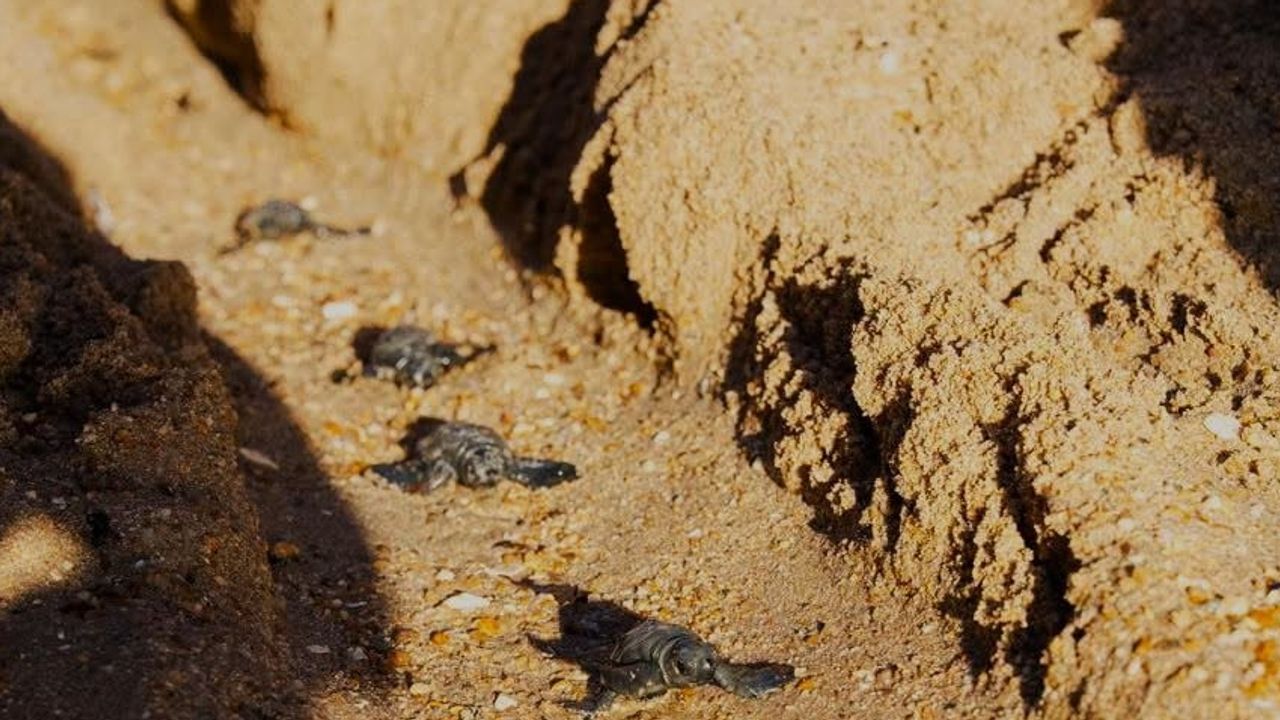 Didim'de otel plajında koruma çalışmalarıyla 82 caretta caretta yavrusu denize kavuştu