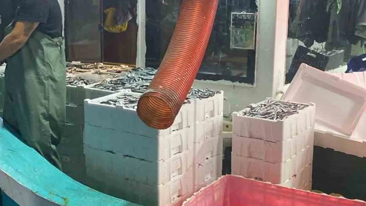 Didim'de sürdürülebilir avcılık için hamsi kotası denetimi