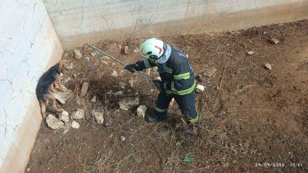 Dikkatiyle hayat verdi: Buldan'da mahsur kalan av köpeği kurtarıldı