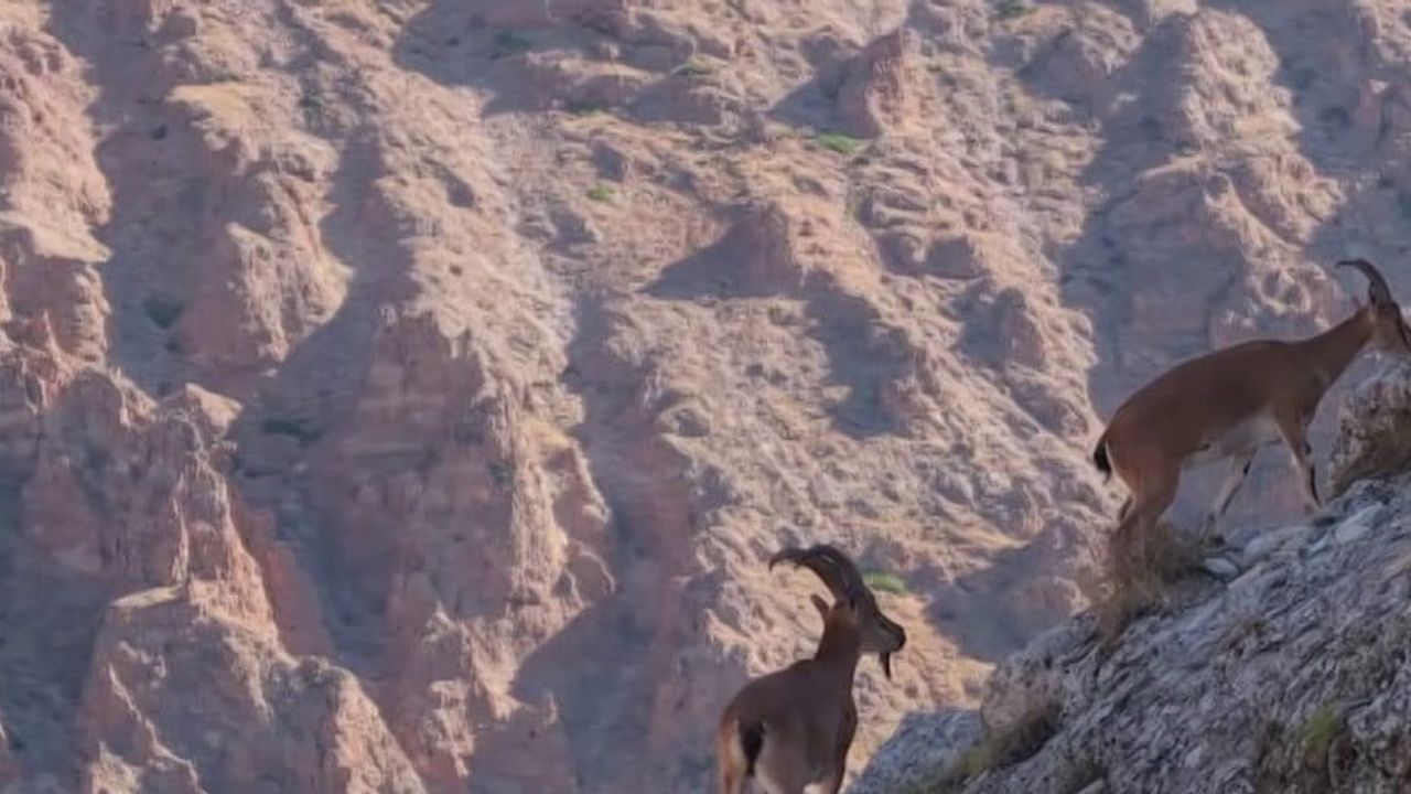Divriği'nin kayalıklarında sabah ışığında görülen dağ keçileri